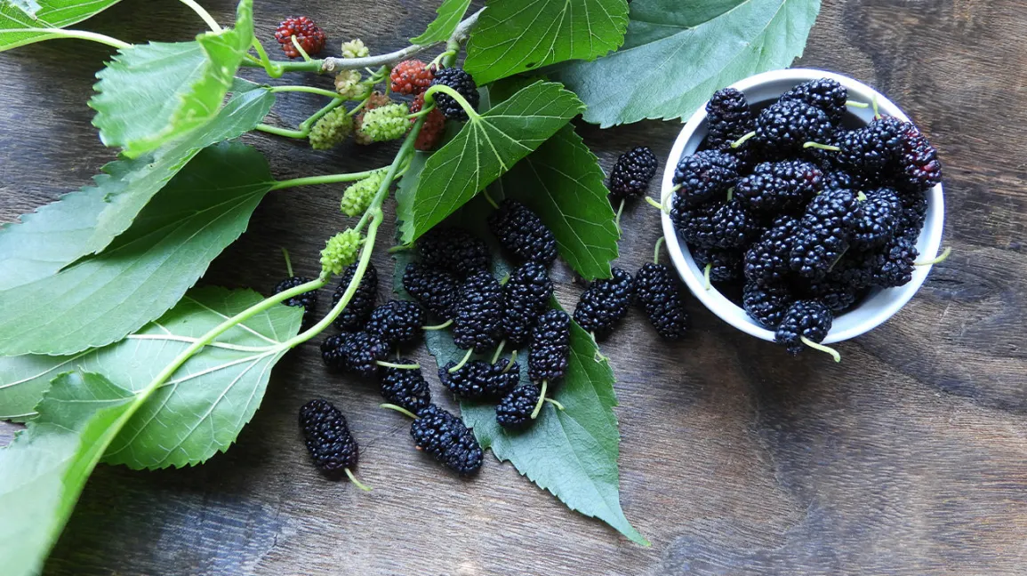 Mulberry Side Effects And Benefits